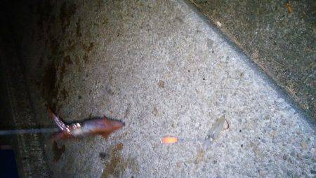 ケンサキイカ過去最多